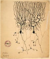 Purkinje cells Ramon y Cajal