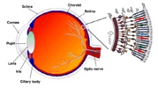 Retina Anatomy