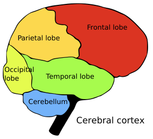 Temporal lobe Frontal Lobe