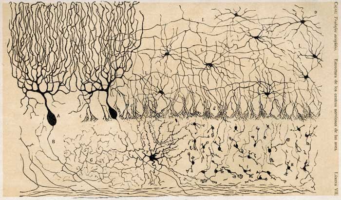 Cajal, neurons, encephalon