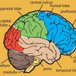 brain neocortex