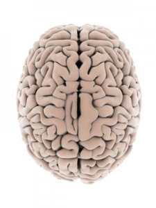Brain Cerebro