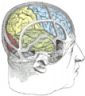 brain working memory