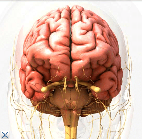 human brain 3d model
