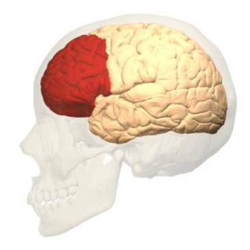 Prefrontal_cortex_left_-_lateral_view